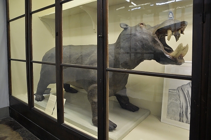 hippo specola 8-2017 1454